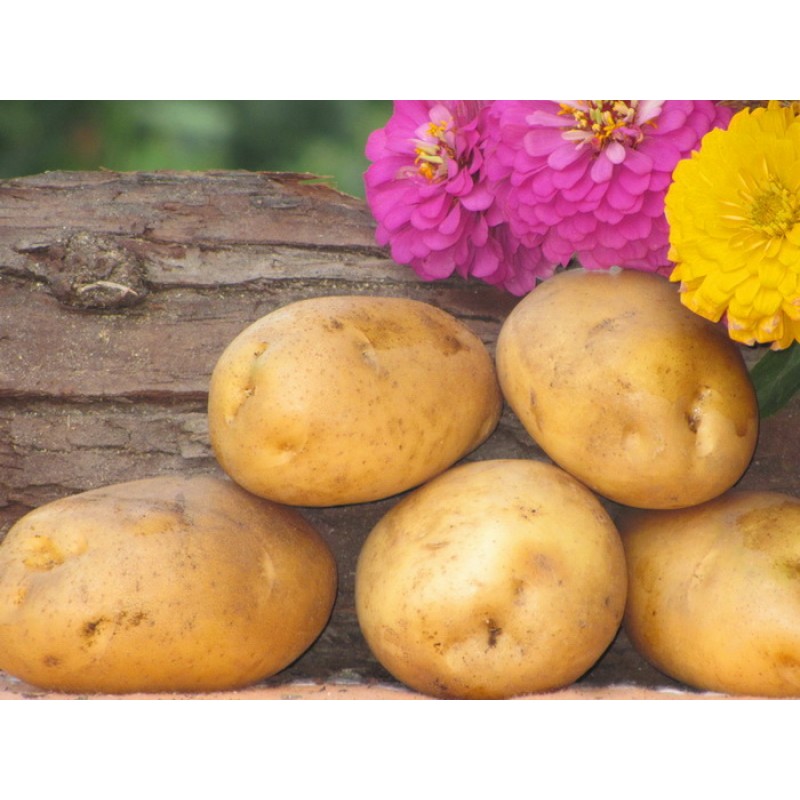Сорт картофеля хозяюшка: описание и характеристика, отзывы