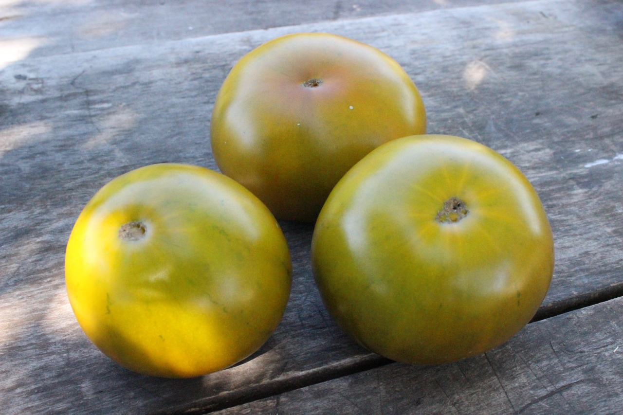 Семена томат царевна-лягушка, зеленоплодный: описание сорта, фото. купить с доставкой или почтой россии.