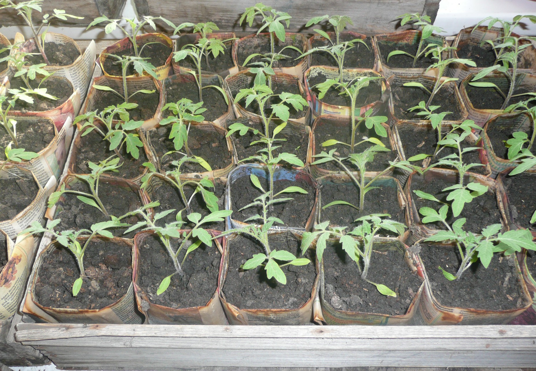 Рассада помидор: как посеять и вырастить томат в домашних условиях (120 фото)