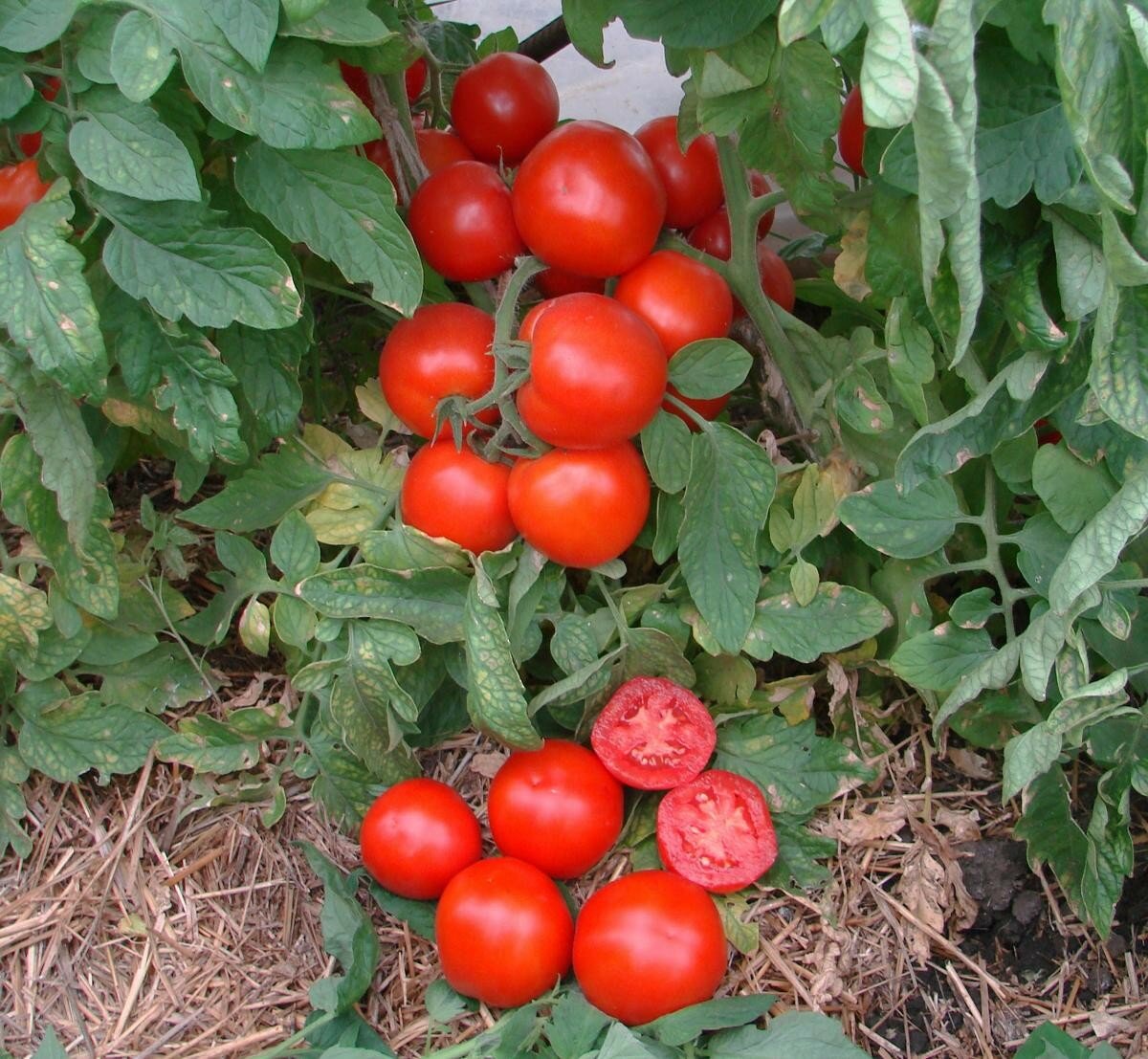Как сажать помидоры - 115 фото лучших способов выращивания помидоров в разных условиях
