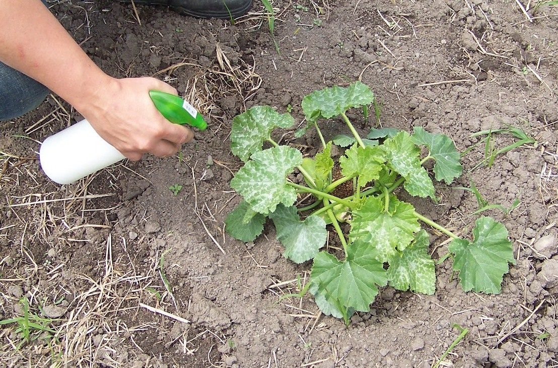 Как вырастить кабачки в теплице - сад и огород