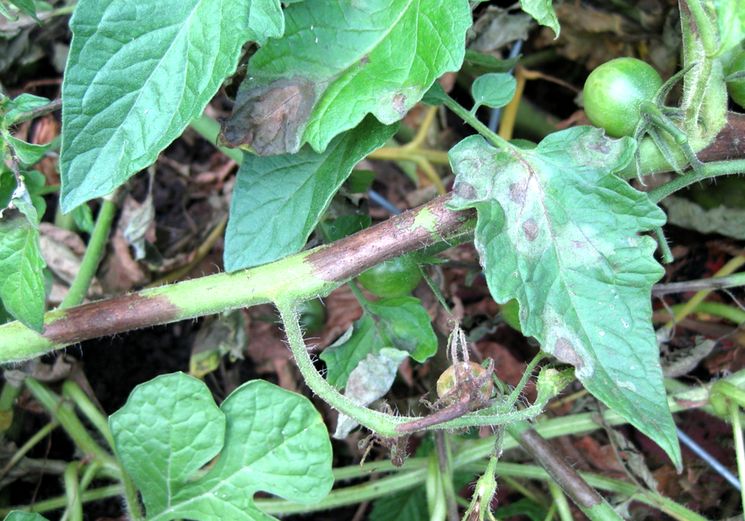 Фитофтороз томатов – болезнь, которую можно победить