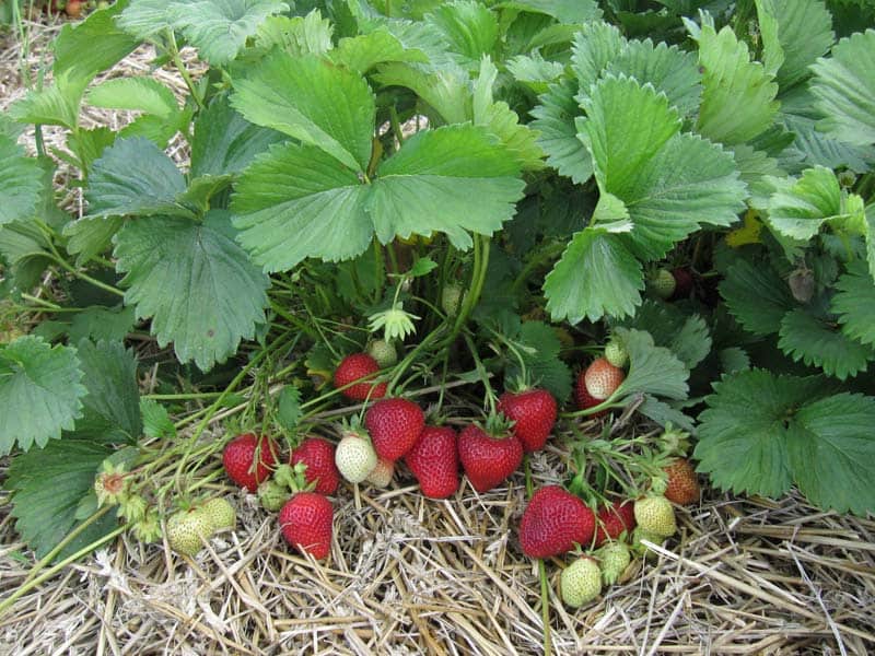 Клубника флоренс - ароматная и сладкая ягода с хорошей урожайностью