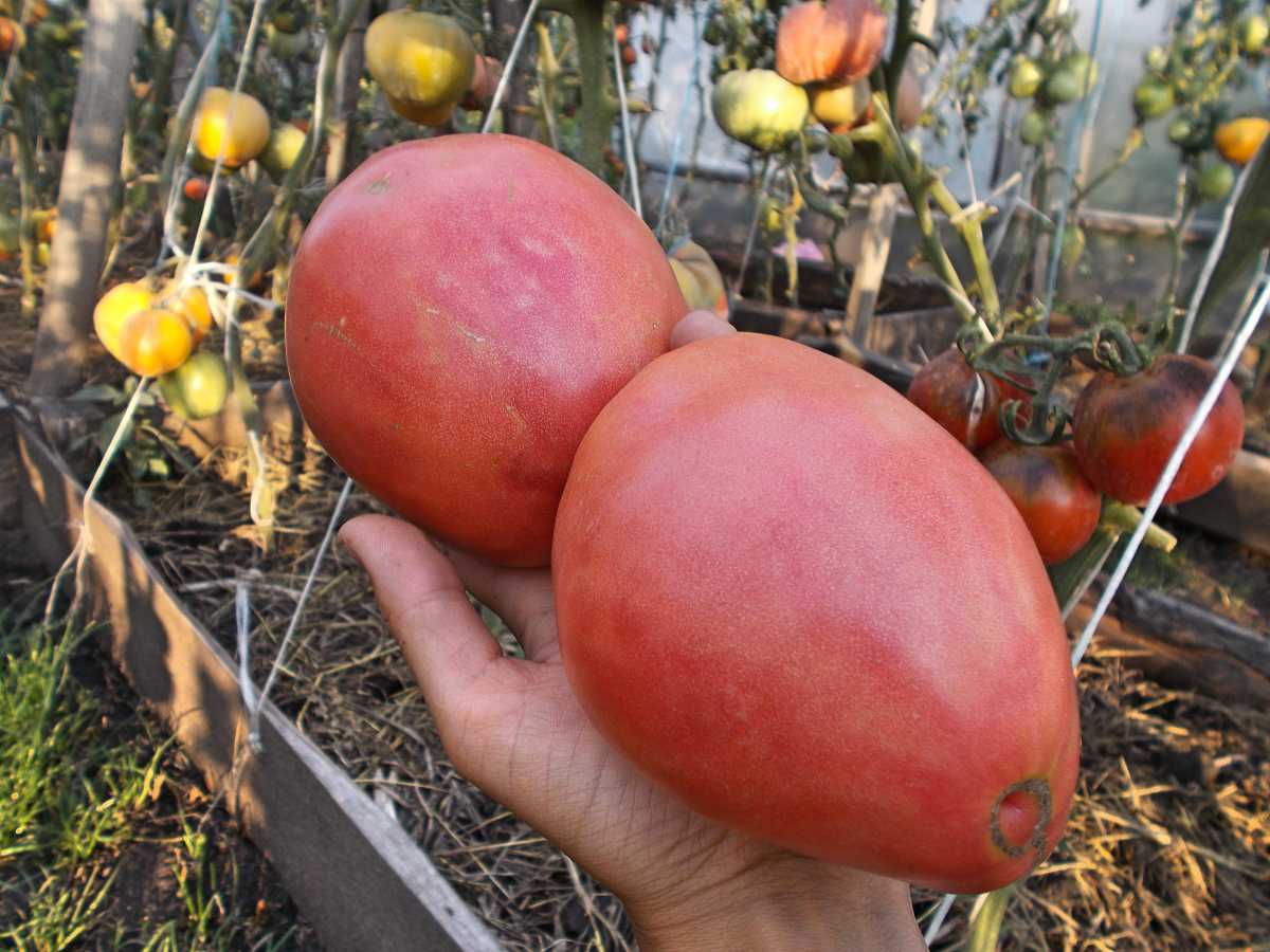 Сорт томата орлиный клюв - описание, фото, отзывы