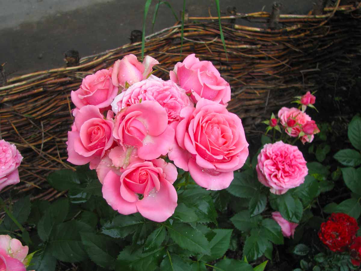 Роза «кордана» (34 фото): уход за розой сорта «кордана микс» в саду. как обрезать мини-розы в домашних условиях? зимовка миниатюрных роз