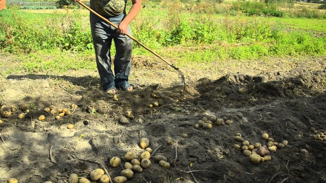 Как вырастить картофель в дождливое лето