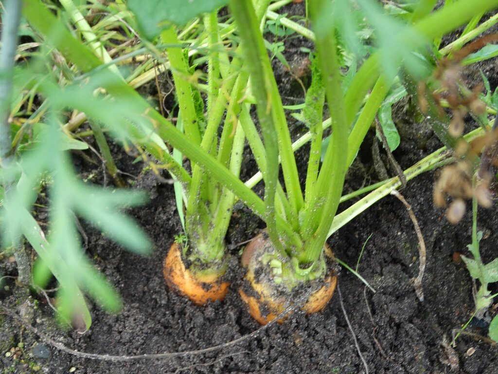 Почему морковь кудрявится и что делать. почему кучерявится морковь и что делать, народные средства и методы почему ботва у моркови кудрявится