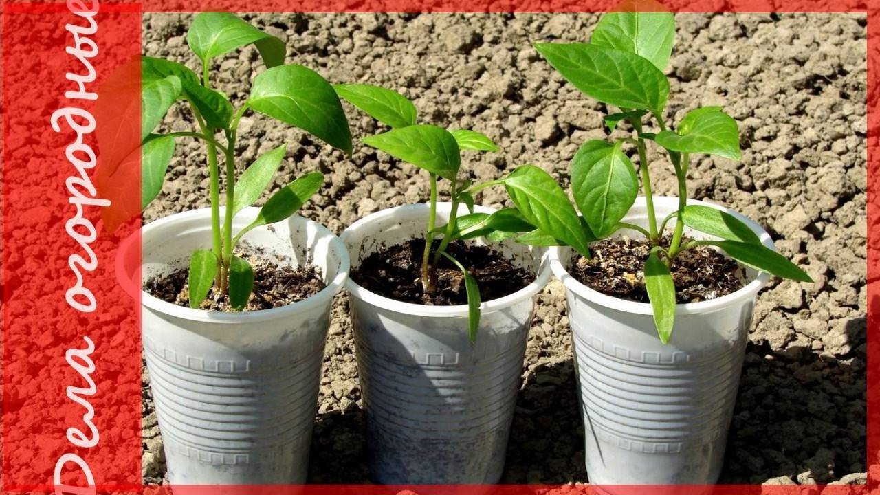 Как правильно сажать перец на рассаду в домашних условиях, выращивать и ухаживать