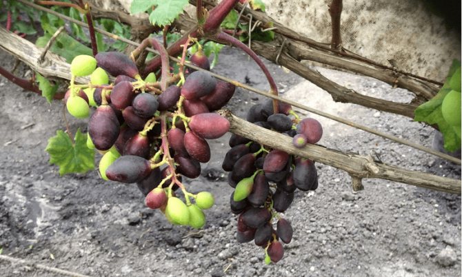 Виноград ромбик: описание раннего сорта, посадка и уход, подверженность болезням