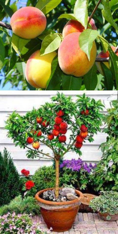 Как вырастить персик из косточки — уход, содержание и технология выращивания персика в домашних условиях (95 фото)