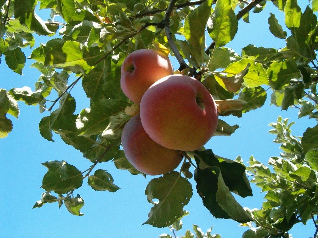 Лучшие поздние сорта яблони, в том числе для различных регионов, с описанием, характеристикой и отзывами, а также особенности их выращивания