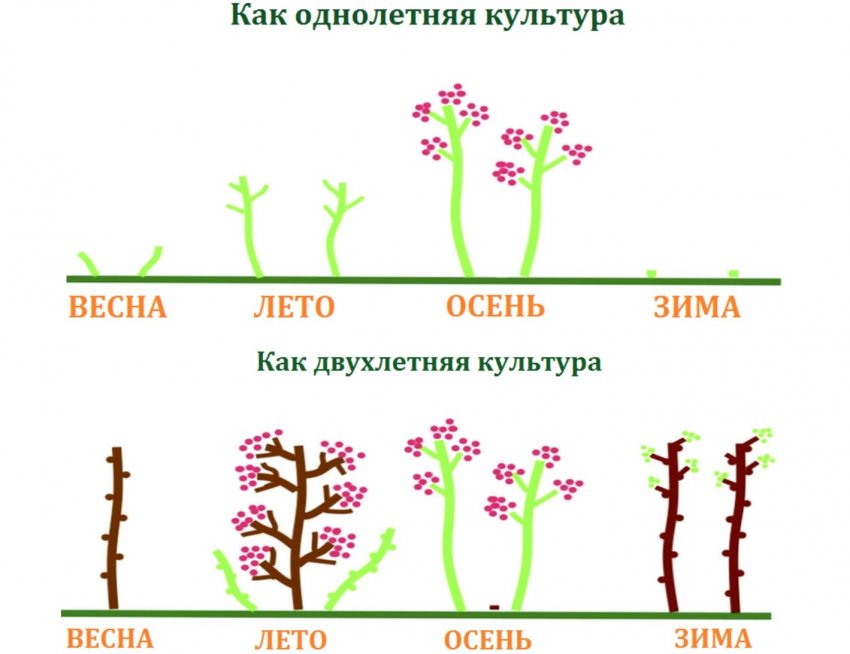 Обрезка малины весной для начинающих в картинках пошагово