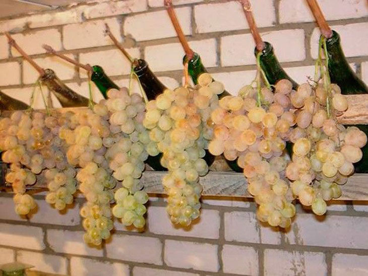 Как хранить виноград зимой (в холодильнике, морозилке, подвале)