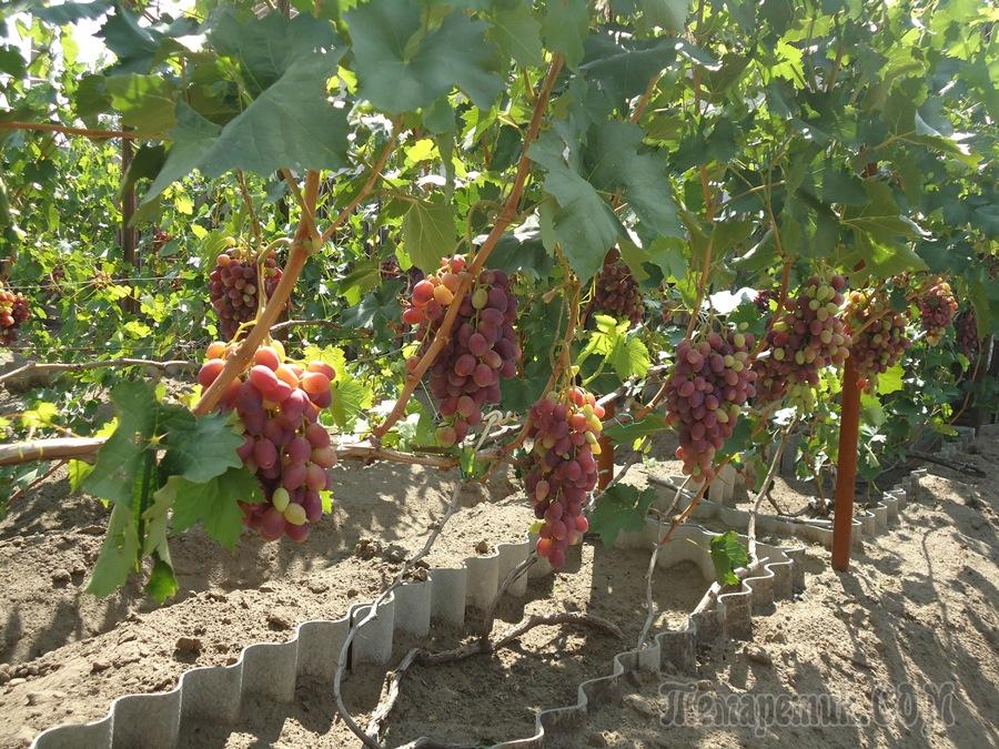 Виноград ризамат: описание сорта с характеристикой и отзывами, особенности посадки и выращивания, фото