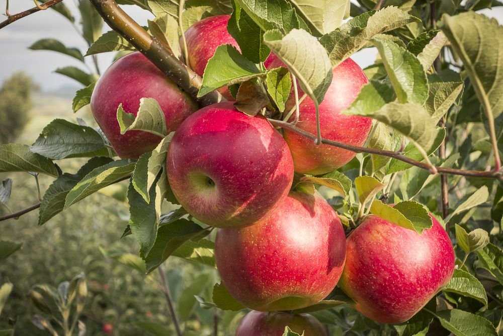 Яблоня серебряное копытце – выбор саженцев и правила агротехники