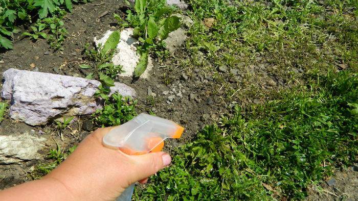 Как избавиться от пырея на огороде: народные средства и гербициды