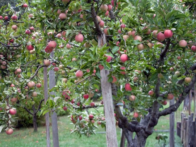 Плодовые деревья не дают урожая - 5 способов заставить их плодоносить