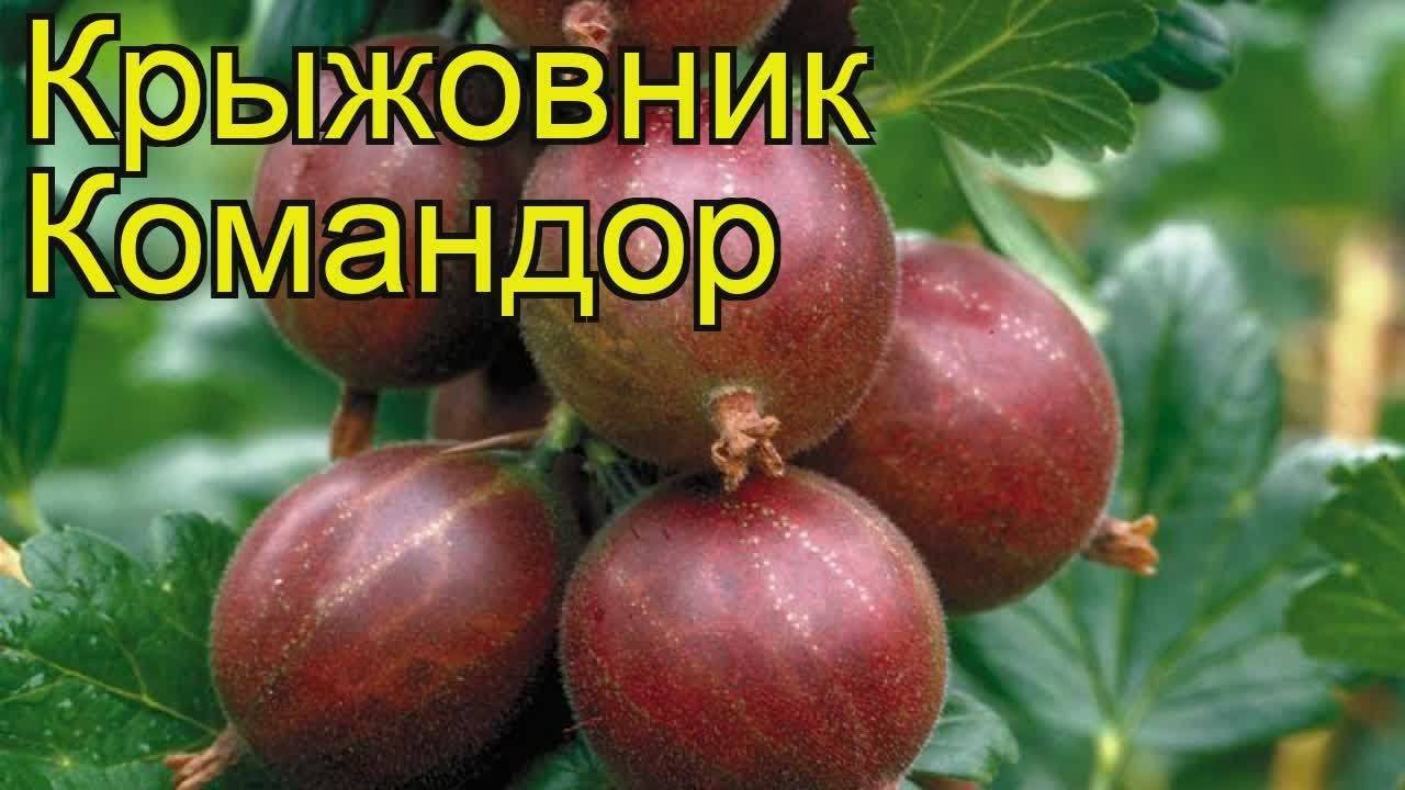 Сорт крыжовника командор