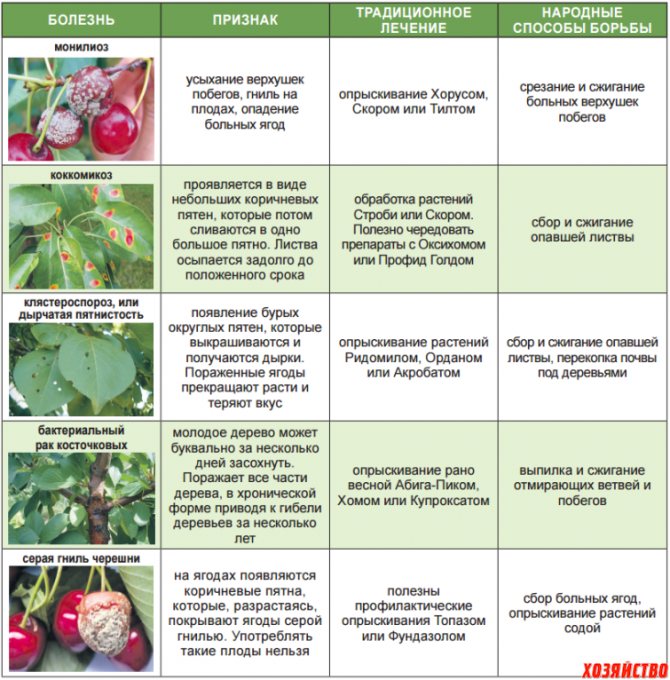 Главные правила подкормки малины: во время, до и после цветения