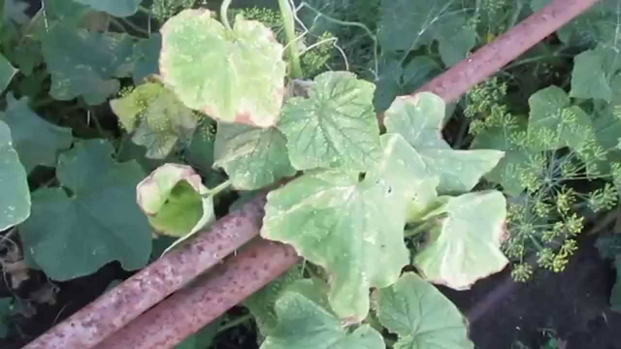 Почему у огурцов белеют листья и сохнут: что делать и как восстановить урожай (105 фото и видео)