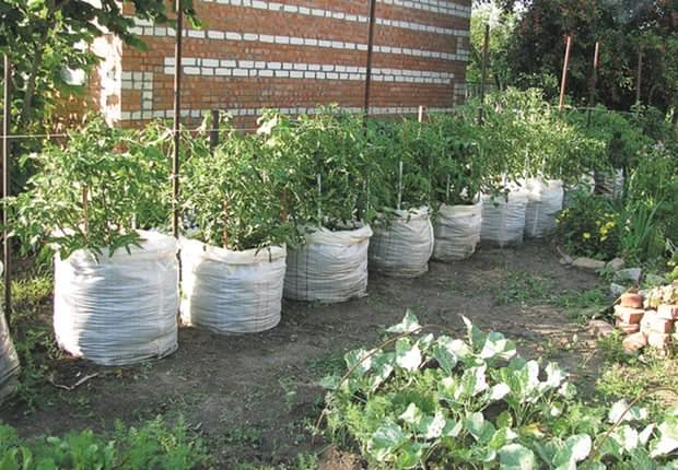 Выращивание и уход за помидорами дубрава