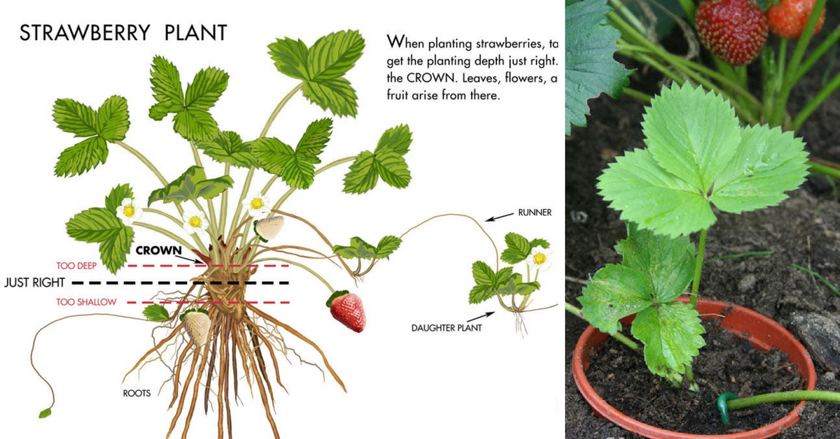Клубника елизавета: описание сорта с ягодами "королевских" размеров и правила выращивания для максимальной урожайности