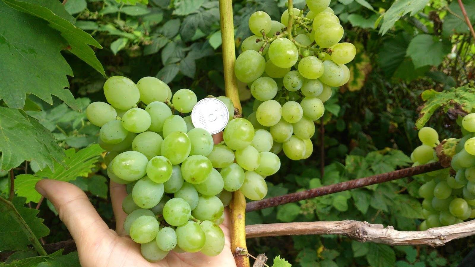 Описание и характеристики винограда сорта Сира, где растет