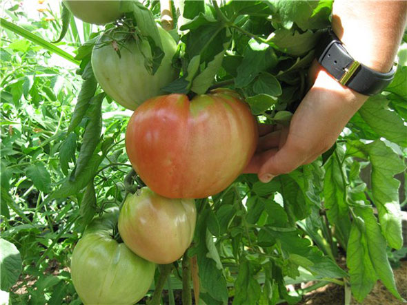 Томат мазарини: описание, характеристика, урожайность сорта, особенности выращивания помидоров, отзывы тех, кто сажал, фото