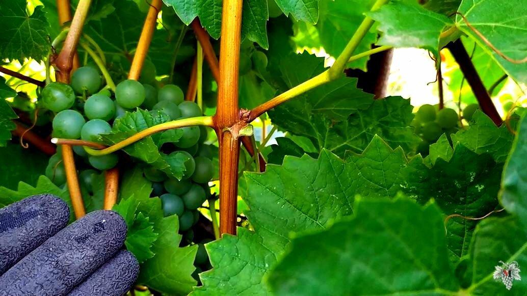 Вызревание лозы винограда: сроки и как ускорить процесс, чем обработать