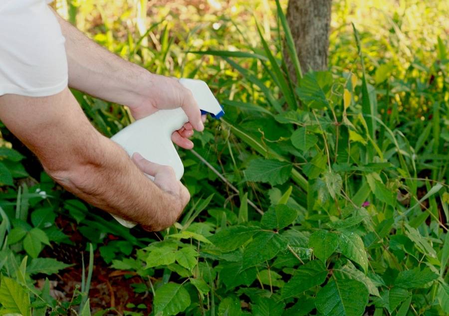 Как избавиться от слизней в огороде - защита и профилактика
