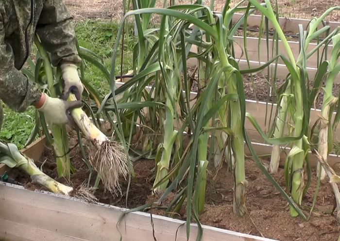 Лук-севок: когда убирают урожай, как правильно выкапывать и готовить к хранению?
