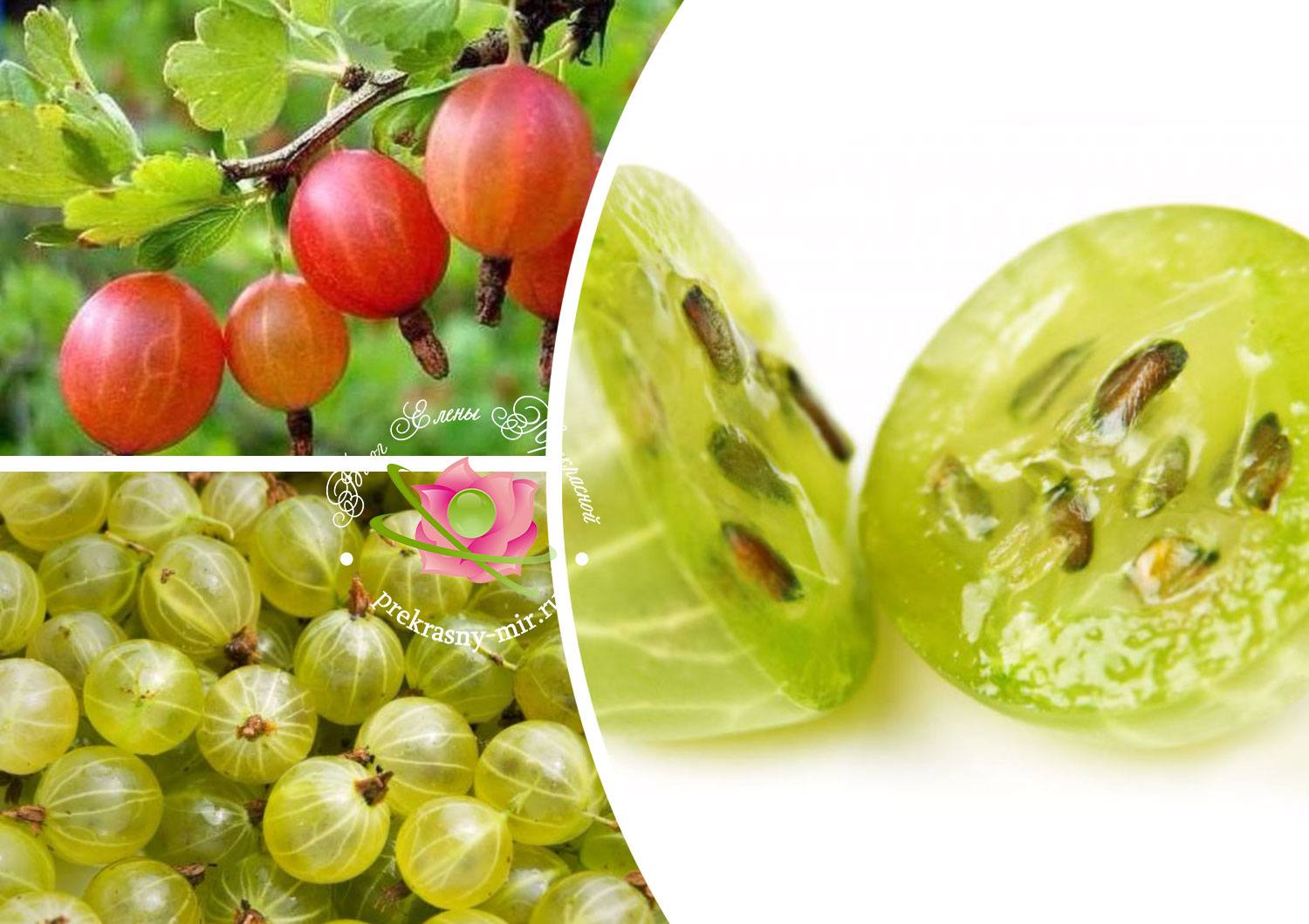 Крыжовник: польза и вред ягоды для здоровья, полезные свойства и противопоказания