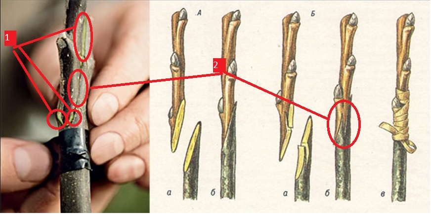 Весенняя прививка плодовых. Прививка яблони окулировкой. Улучшенная копулировка яблони. Копулировка яблони весной. Прививка окулировка и копулировка.