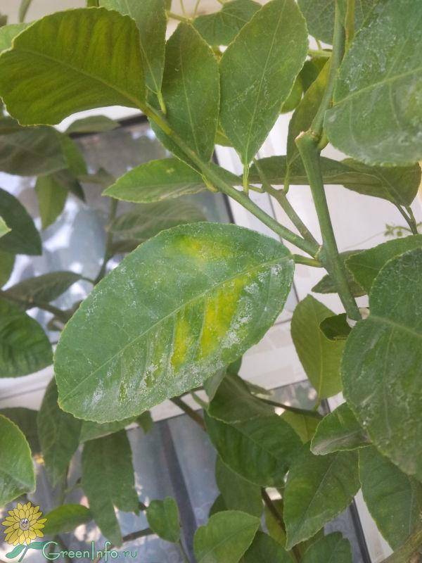 У лимона опадают листья: почему и что делать, как оживить растение