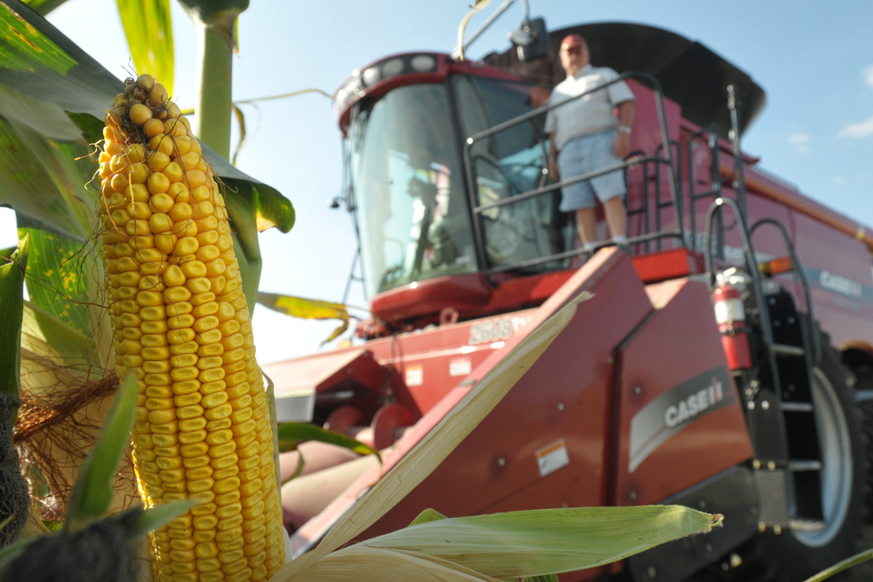 Как убирают кукурузу с полей в промышленных масштабах