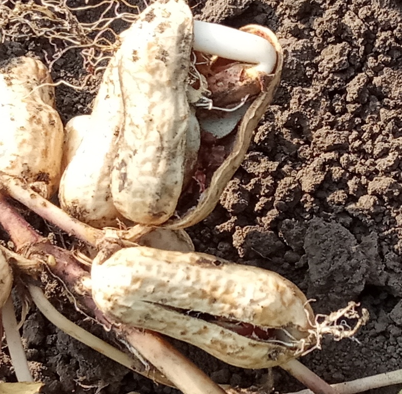 Как растет арахис в домашних условиях на огороде фото пошагово