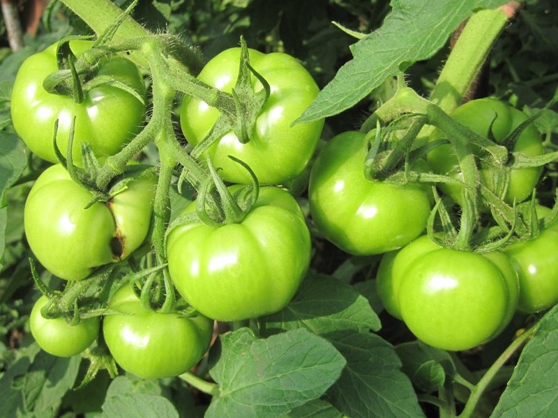 Томат "катя f1": характеристика и описание сорта помидор, отзывы об урожайности и фото, розовая катя
