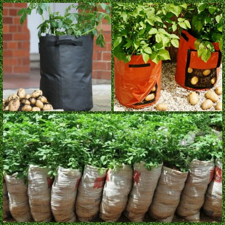 Картошка в мешке: пошаговая инструкция по выращиванию, видео