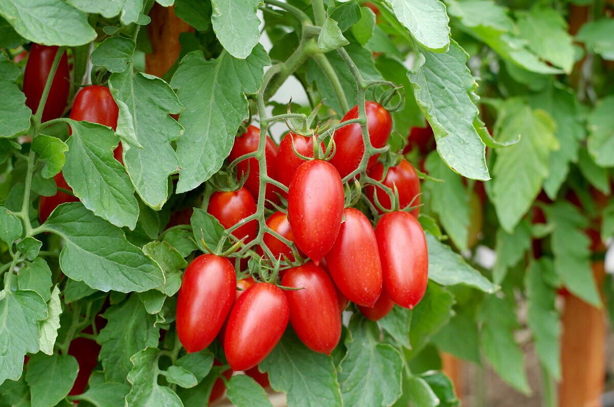 помидоры сорт джекпот описание