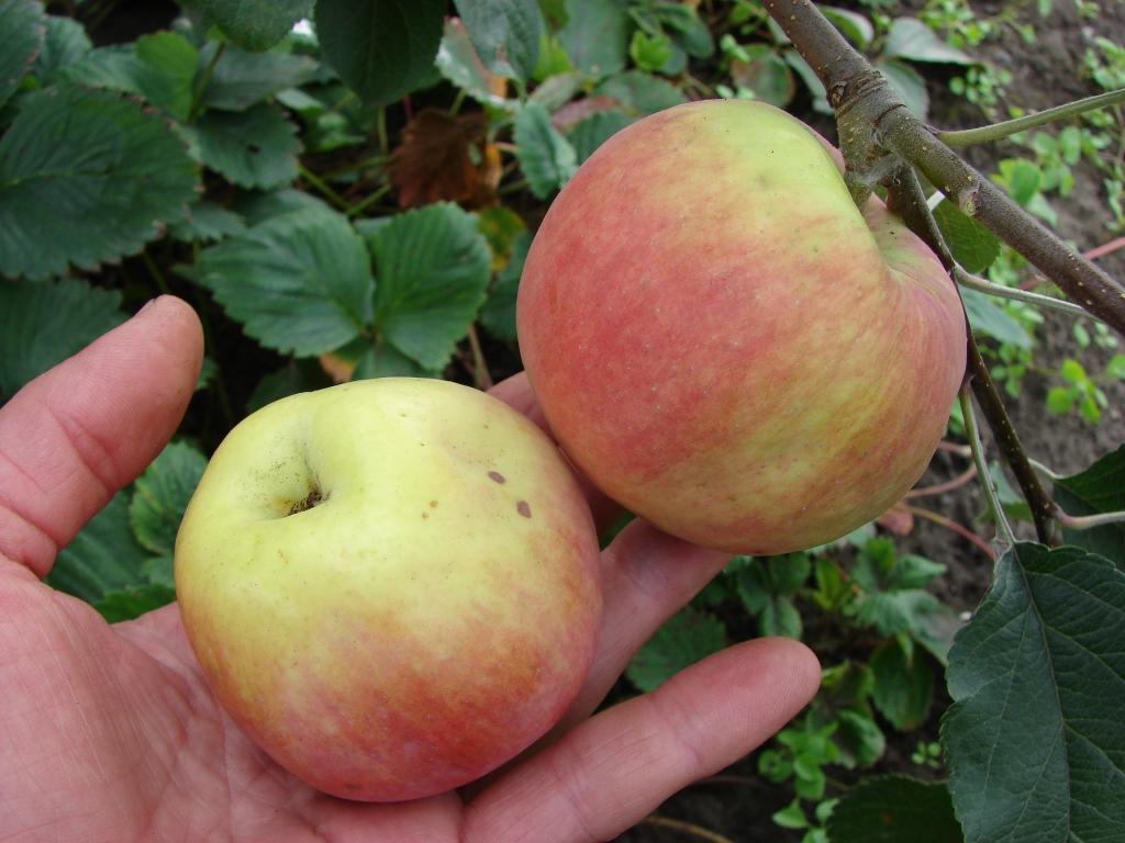 Карликовые яблони: сорта, фото, отзывы