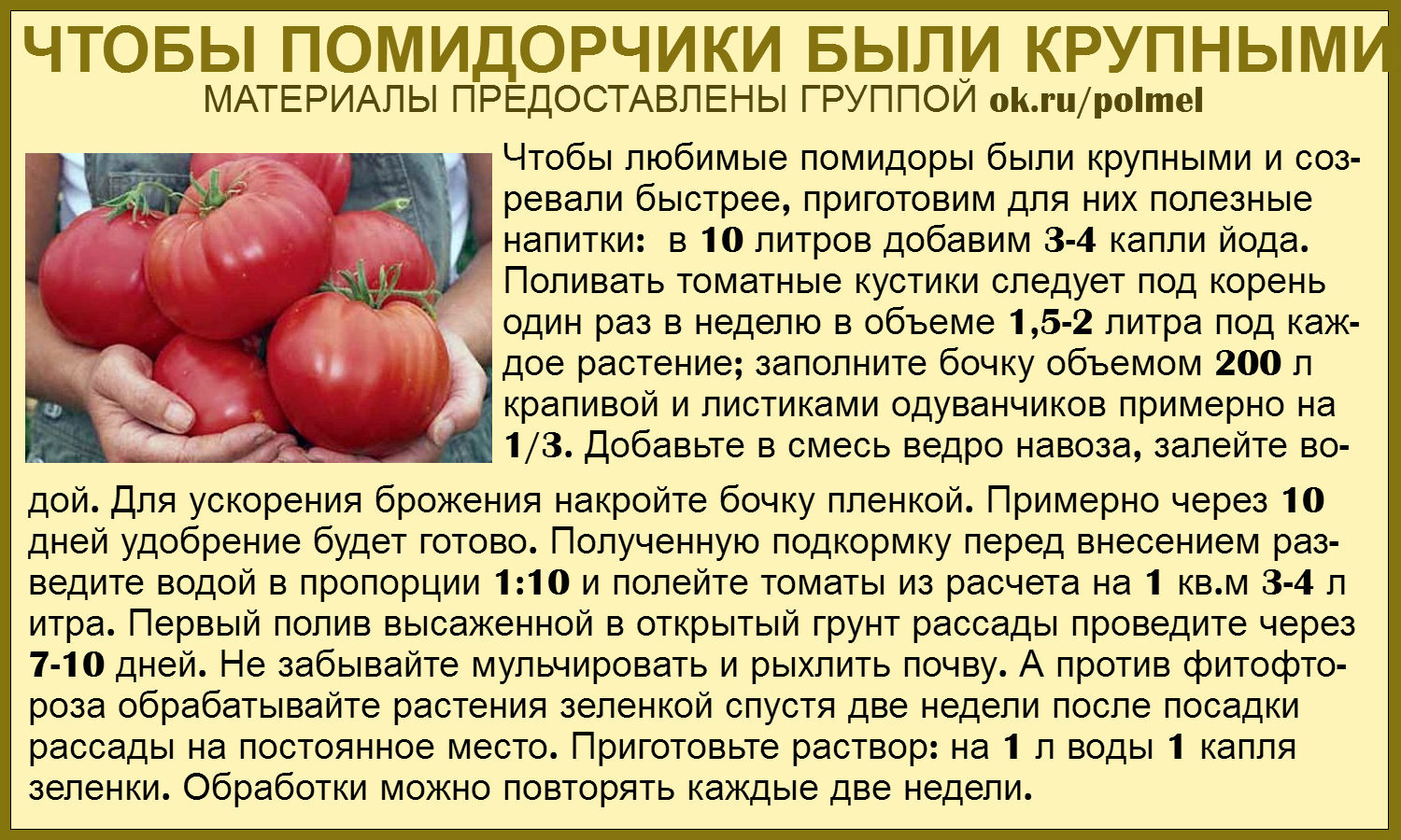 Йод для помидор и огурцов как удобрение: опрыскивание, подкормка, обработка