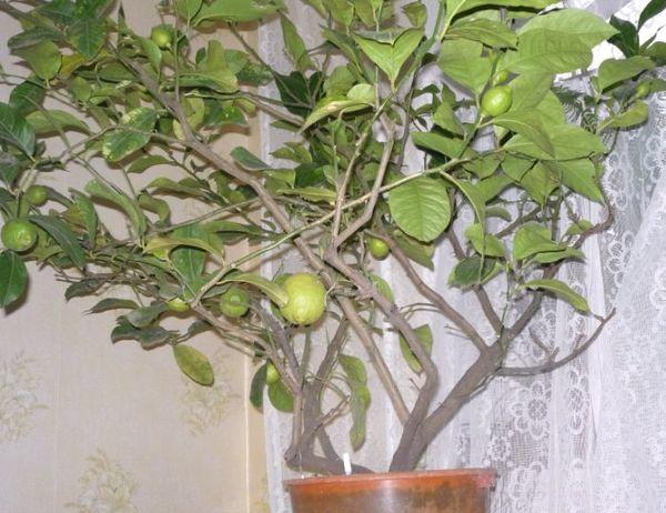 Павловский лимон - описание и фото сорта, техника выращивания