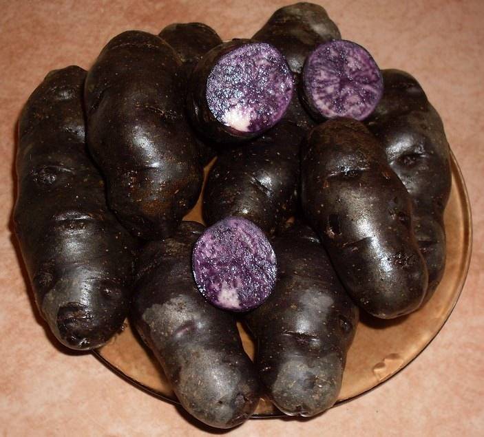 Фиолетовый картофель: полезные свойства, сорта синей картошки (перуанской) – фото, польза и вред, характеристики