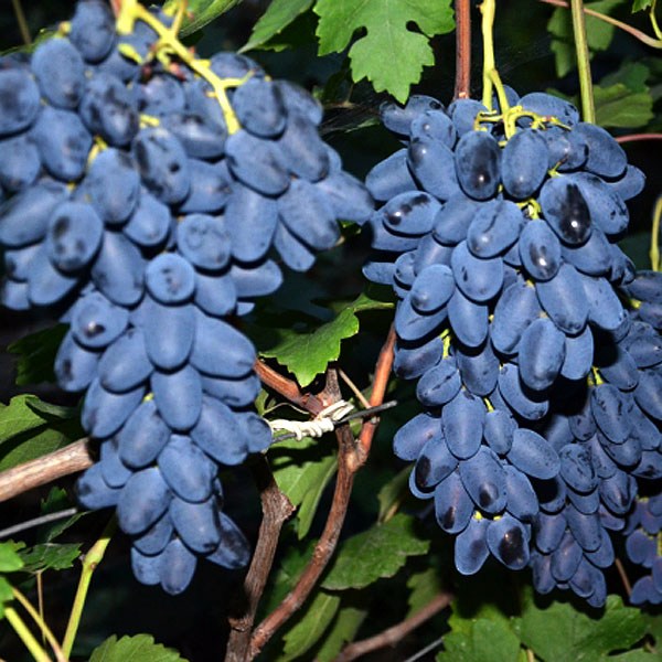 Девичий виноград виды и сорта с фото