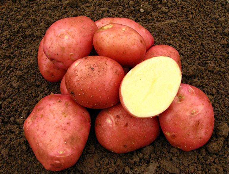 Картофель беллароза: описание сорта, выращивание, отзывы