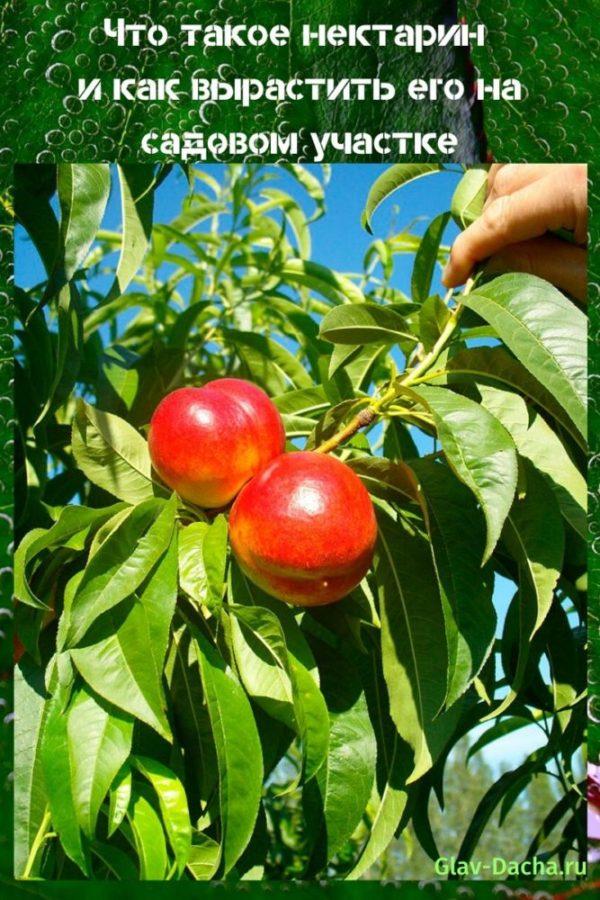 Нектарин – посадка и выращивание, уход за нектарином в саду, размножение и обрезка гибрида персика