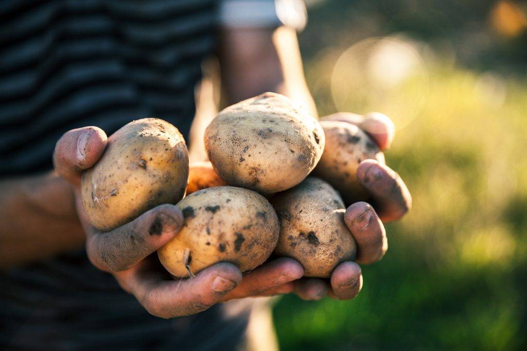 Картофель зорачка: характеристика и описание сорта, фото, отзывы