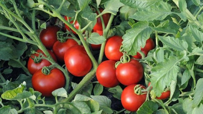 Лучшие сорта томатов для самарской области