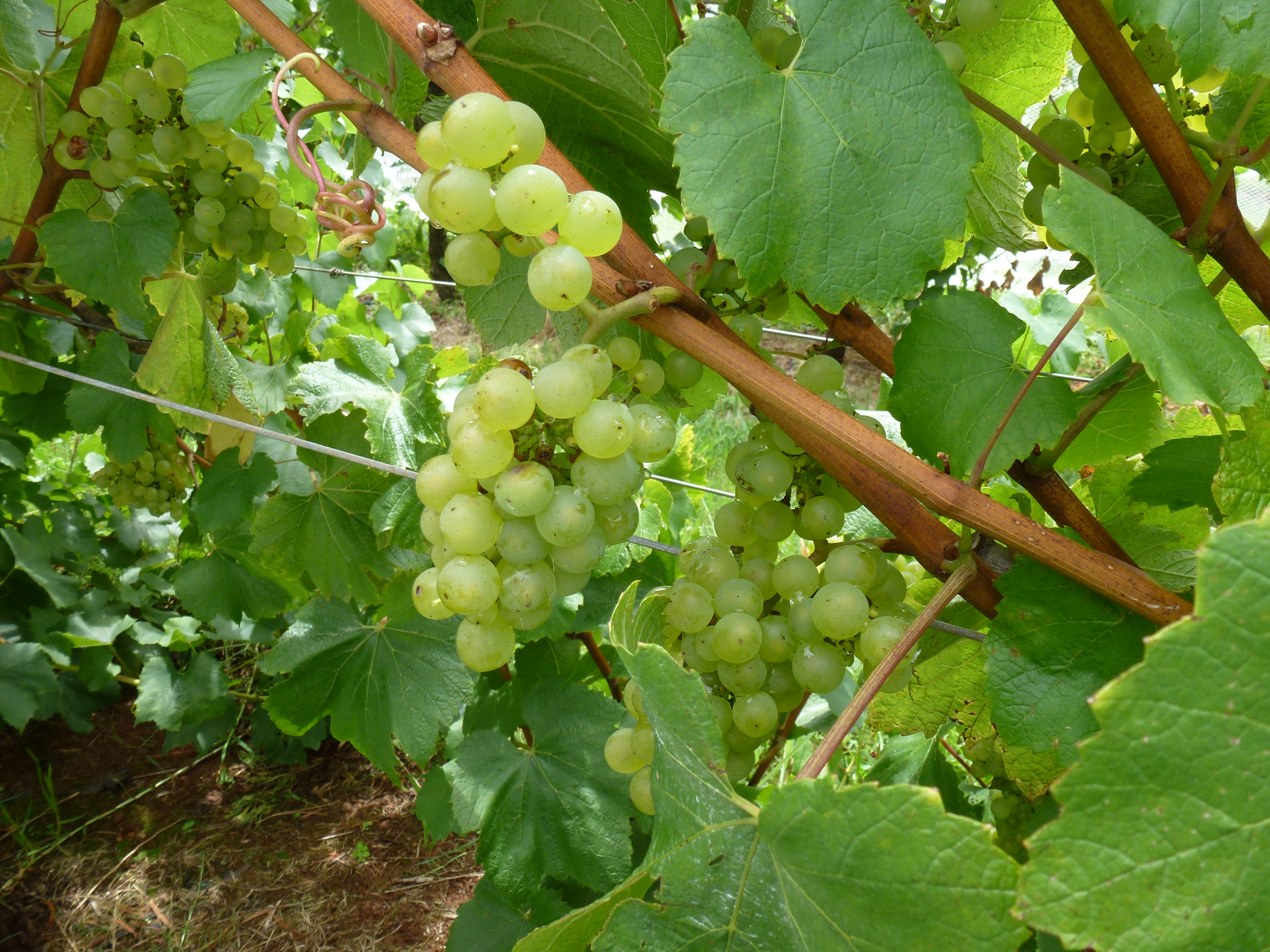 Шардоне виноград