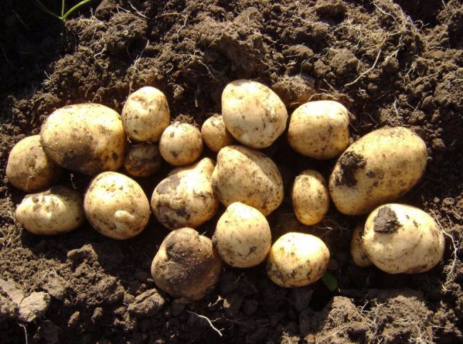 Сорт картошки «лакомка» — агротехника выращивания